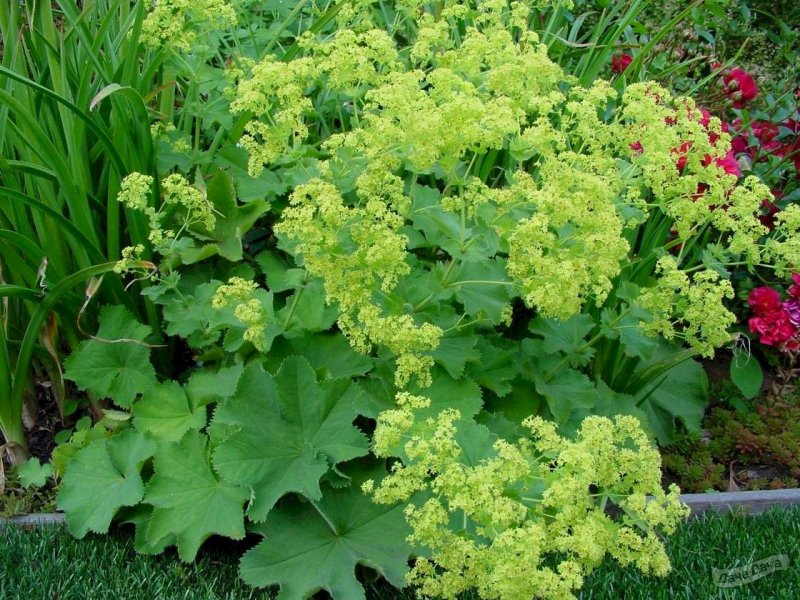 Манжетка Alchemilla mollis