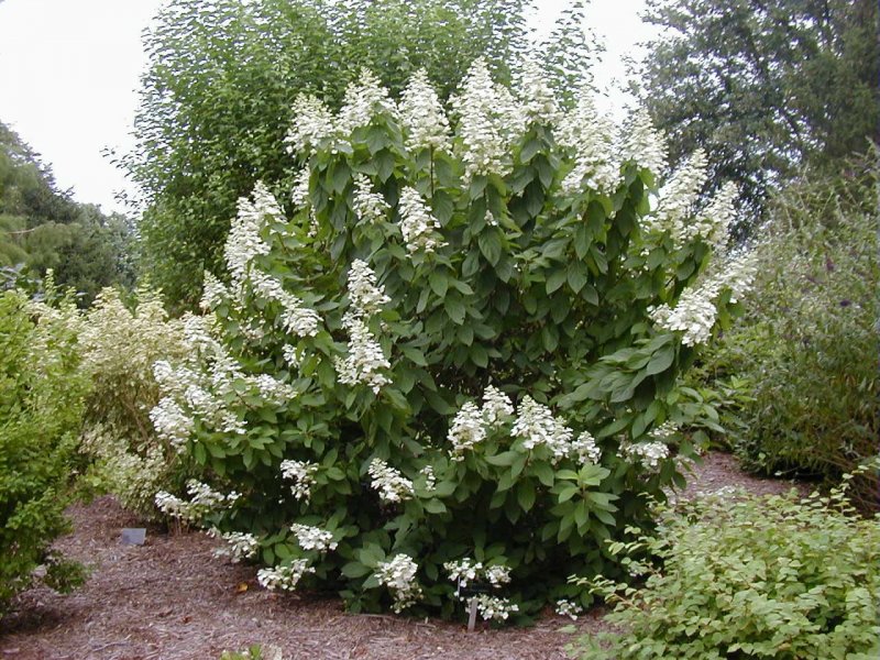 Гортензия метельчатая "Levana" ("Левана")