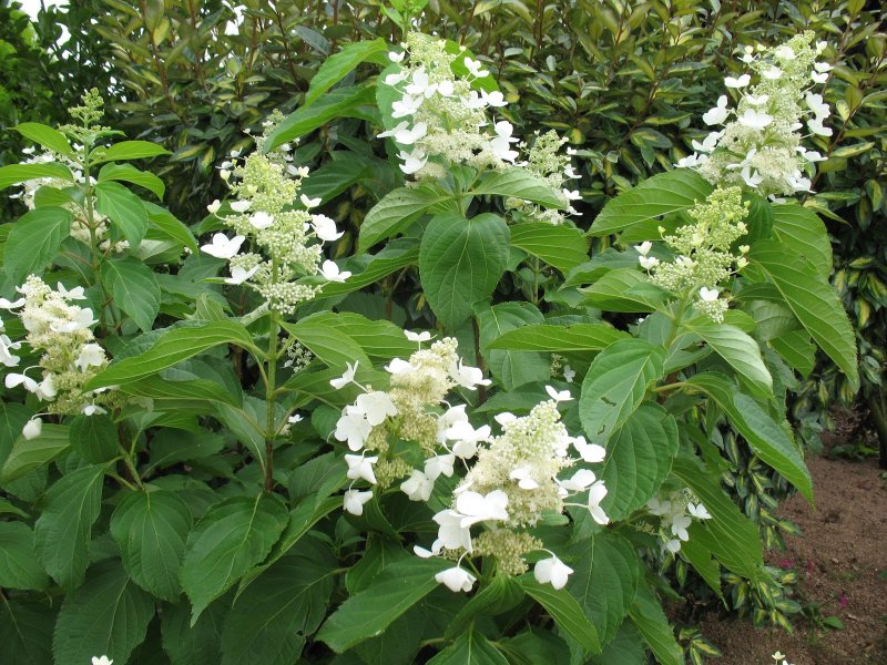 Гортензия метельчатая Prim White