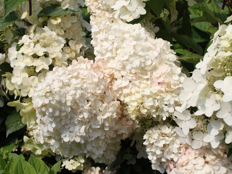 Гортензия Левана (Levana)
