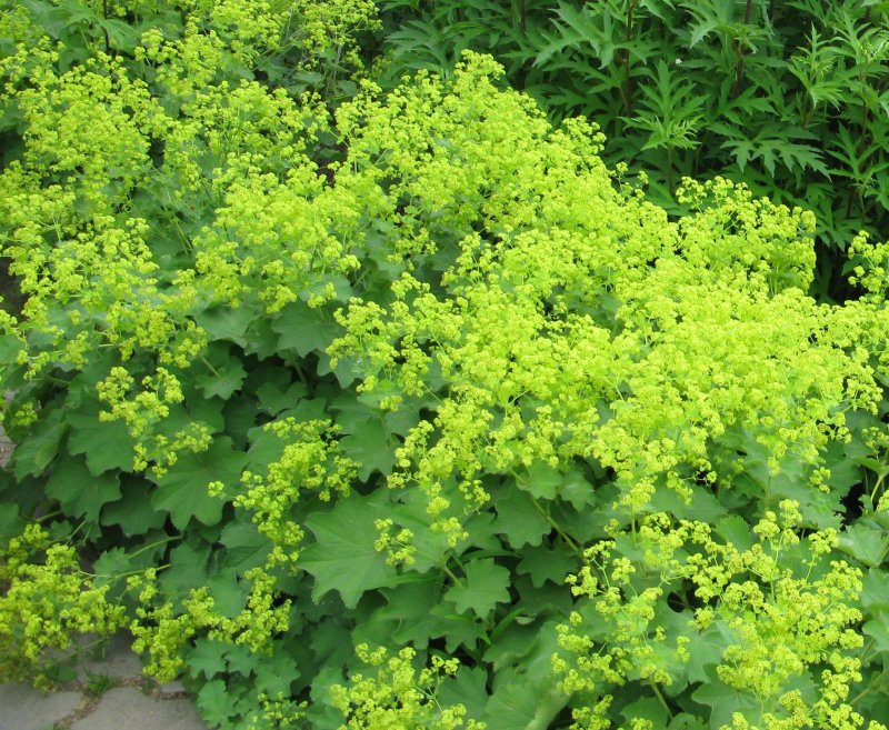 Манжетка Alchemilla mollis Robustica