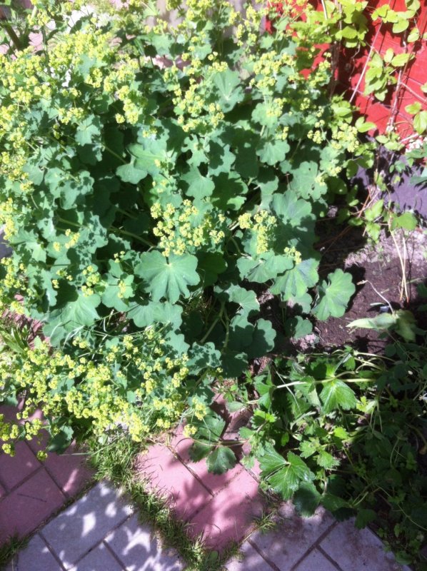 Манжетка мягкая (Alchemilla mollis)