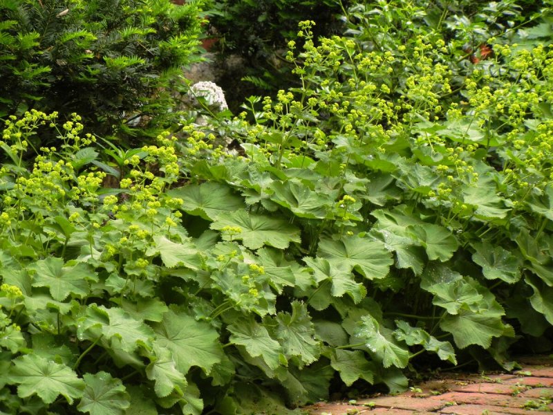 Манжетка Alchemilla mollis