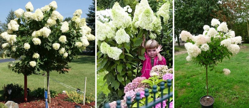 Гортензия метельчатая с2