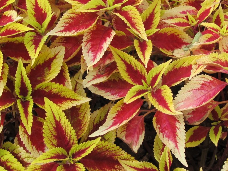 Колеус Ренельта Coleus rehneltianus