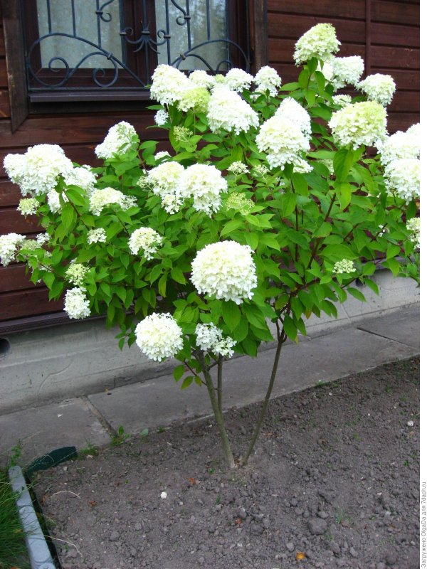 Гортензия метельчатая грандифлора grandiflora