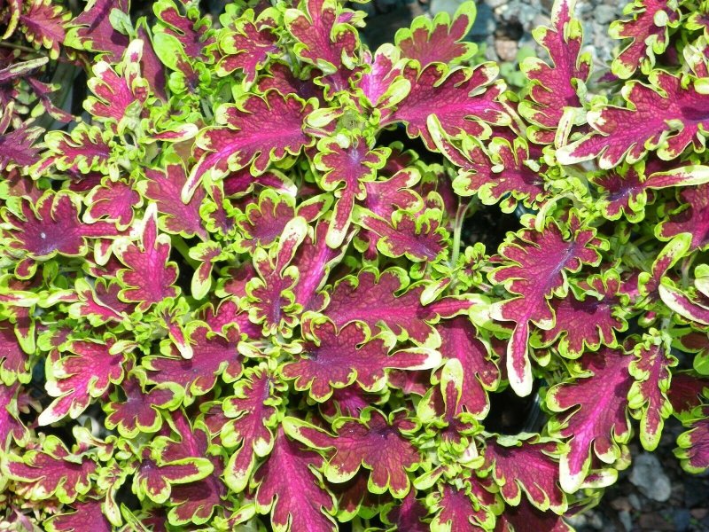 Колеус Coleus Juliet Quartermain