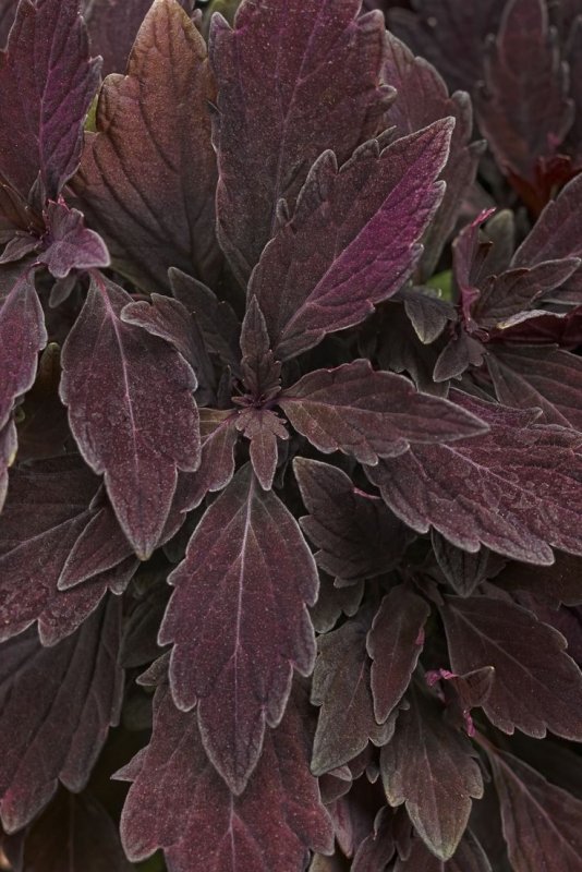 Колеус Purple
