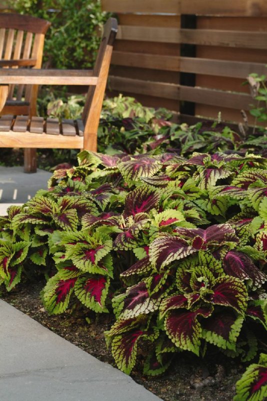 Колеус гибридный (Coleus hybridus)