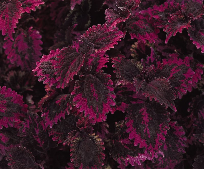 Колеус Coleus Rose