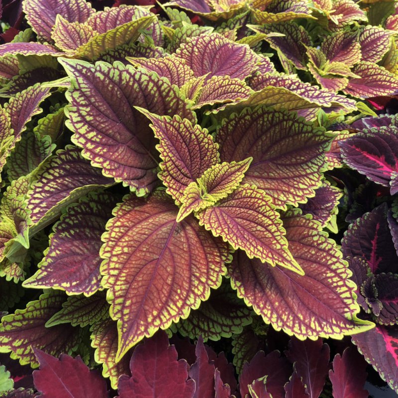 Колеус Ренельта Coleus rehneltianus