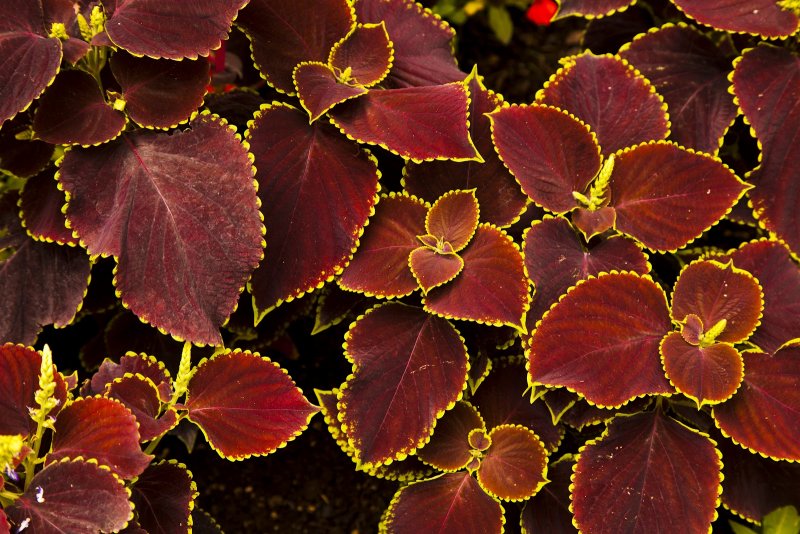 Колеус Пумила Coleus pumila