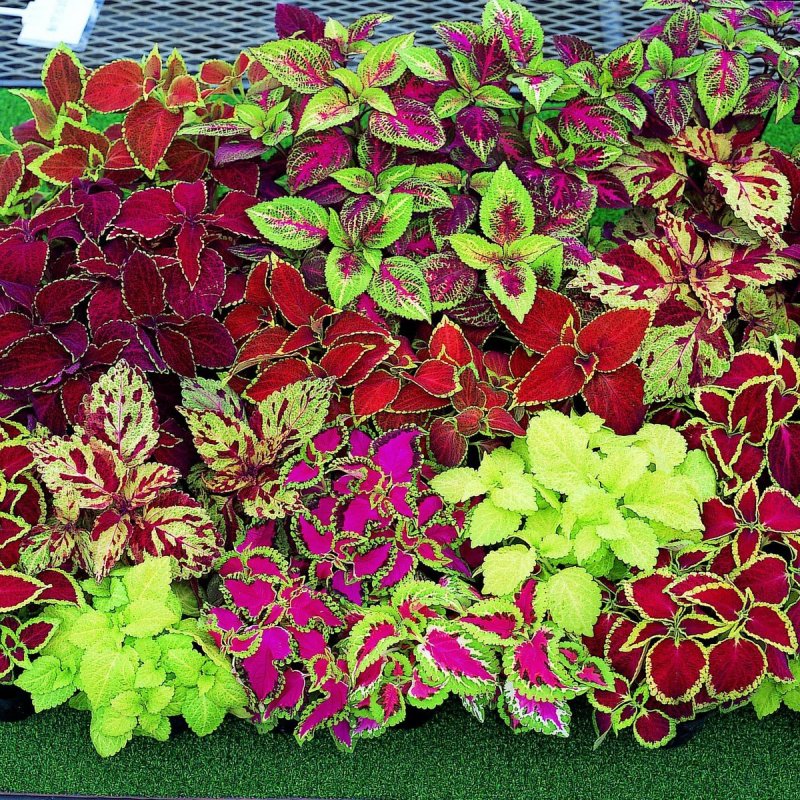 Колеус Fairway Ruby