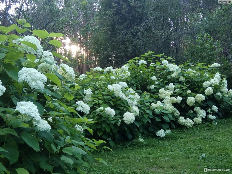 Гортензия метельчатая Анабель