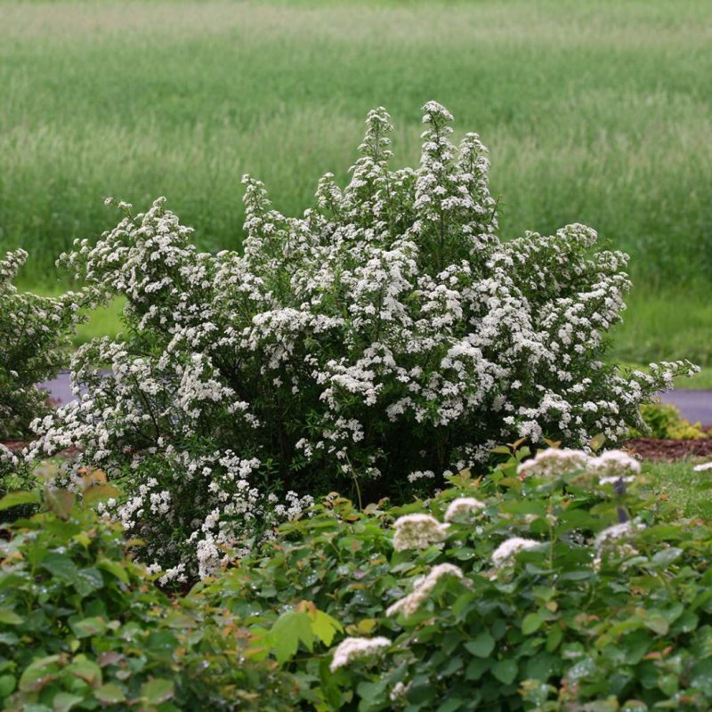 Спирея серая и котовник