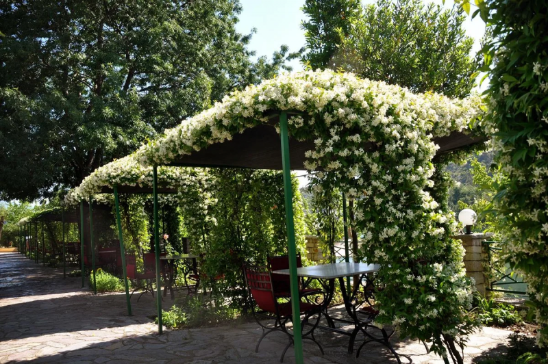 Пергола с лианами