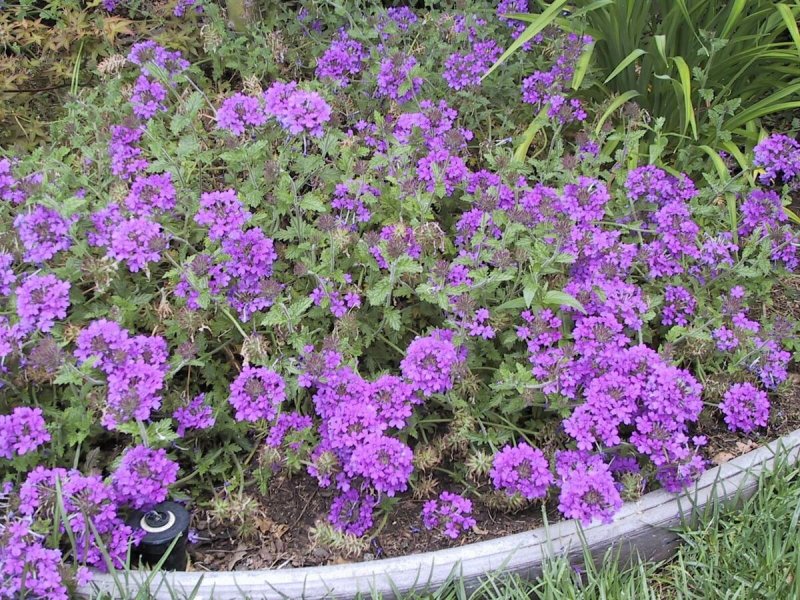 Вербена Empress Purple