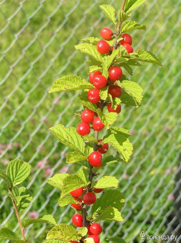 Вишня войлочная (Prunus tomentosa)
