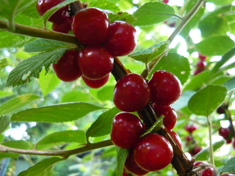 Вишня войлочная (Prunus tomentosa)