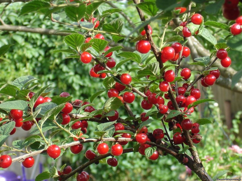 Вишня войлочная (Prunus tomentosa)