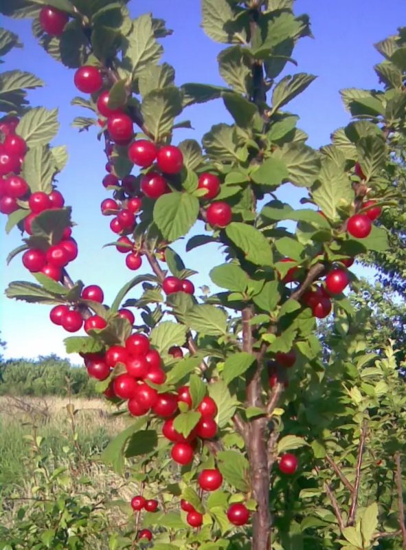 Вишня китайская войлочная
