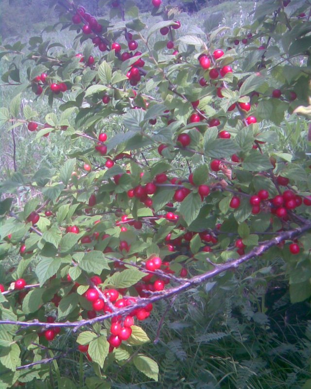 Вишня войлочная Океанская