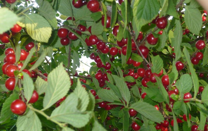 Prunus tomentosa вишня войлочная видовая норма