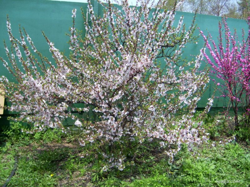 Войлочная вишня кустарник