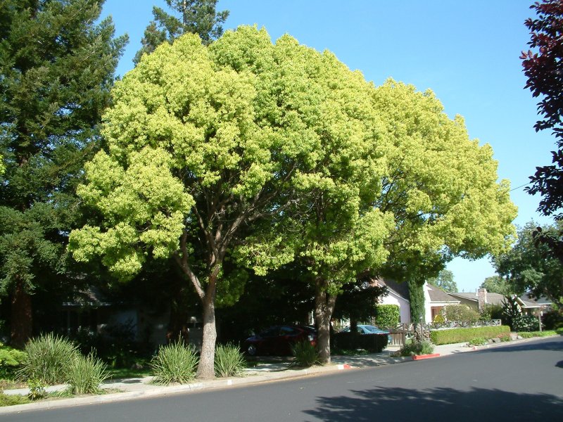 Коричник камфорный (Cinnamomum camphora),