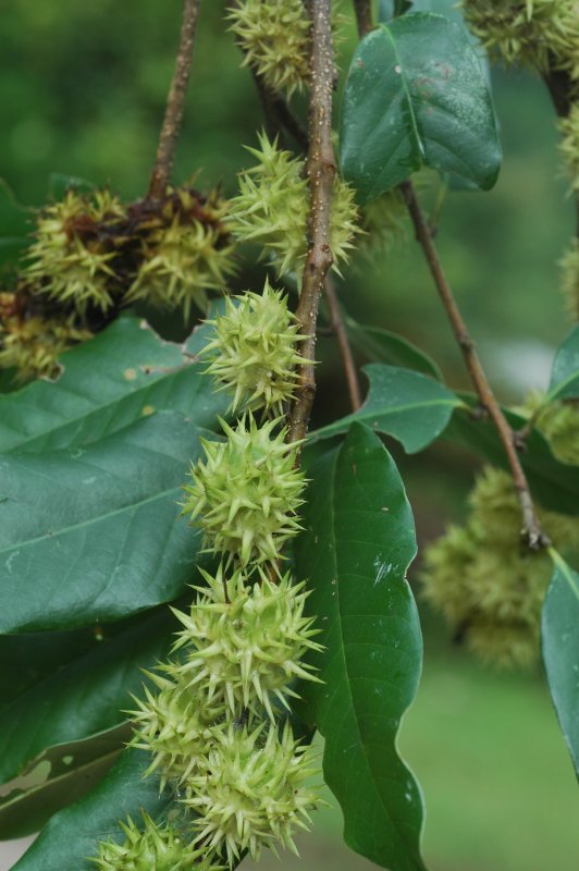 Castanopsis hystrix