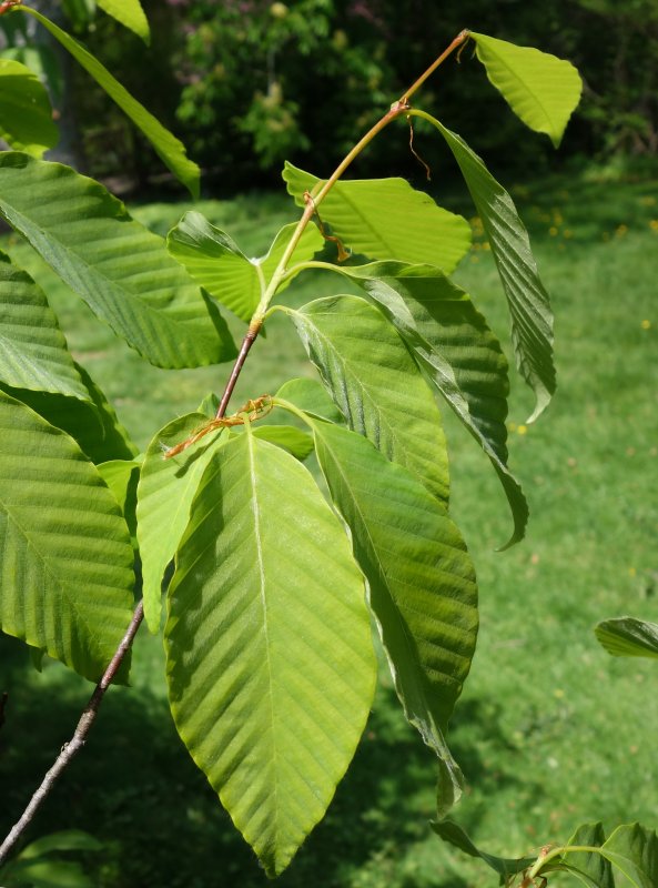 Castanopsis cuspidata