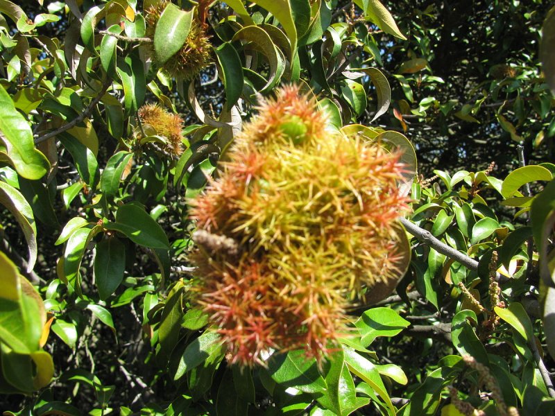 Castanopsis cuspidata