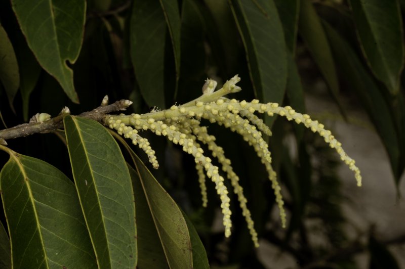 Chrysolepis sempervirens