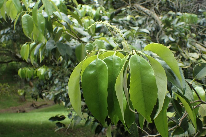 Дерево Castanopsis cuspidata