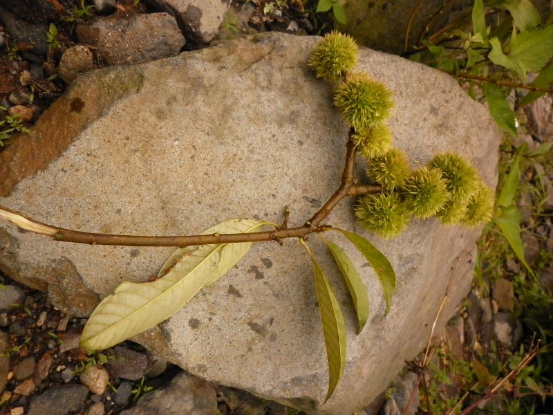 Celtis sinensis растение