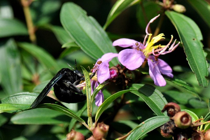 Persea schiedeana