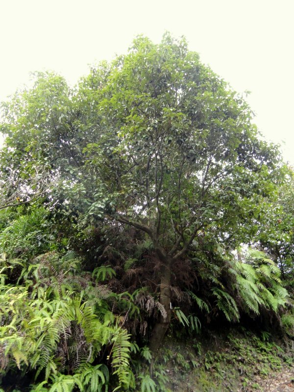 Chrysolepis sempervirens