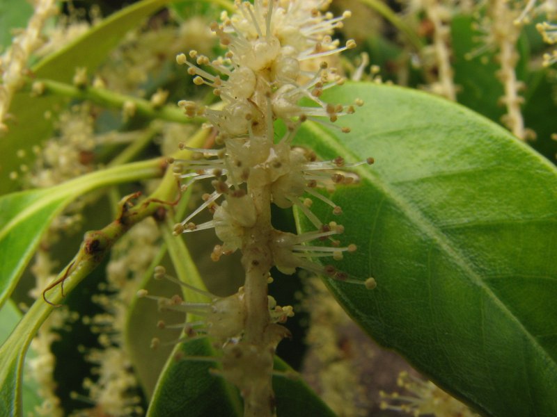 Castanopsis cuspidata