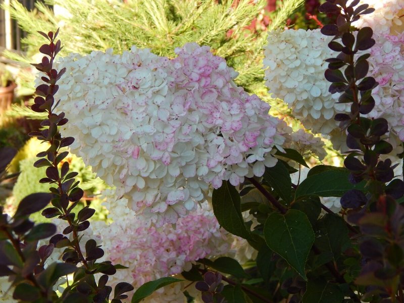 Гортензия метельчатая Summer Snow