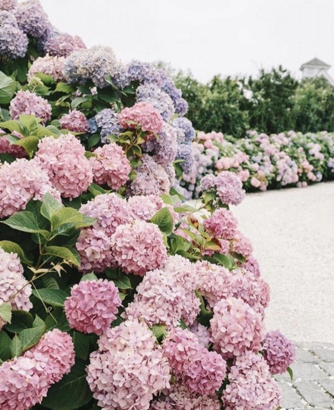 Гортензия метельчатая (Hydrangea paniculata `little Blossom`)