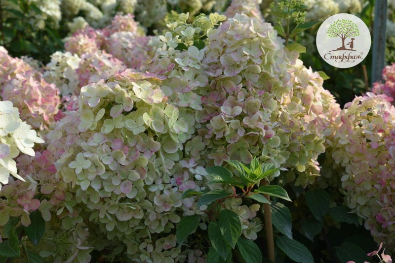 Гортензия метельчатая Саммар снов
