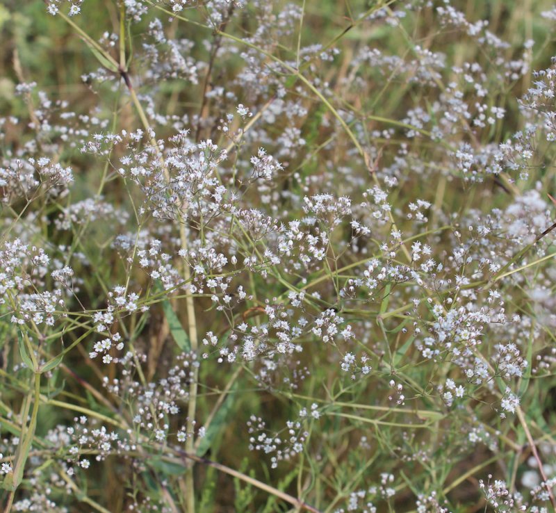 Качим метельчатый Gypsophila paniculata
