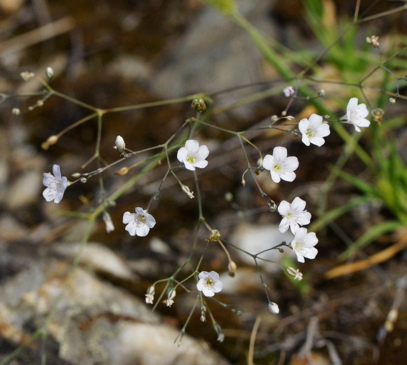 Gypsophila patrinii Качим Патрэна