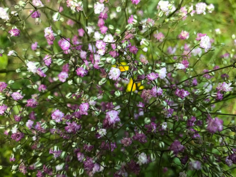 Гипсофила Gypsophila Knuddel