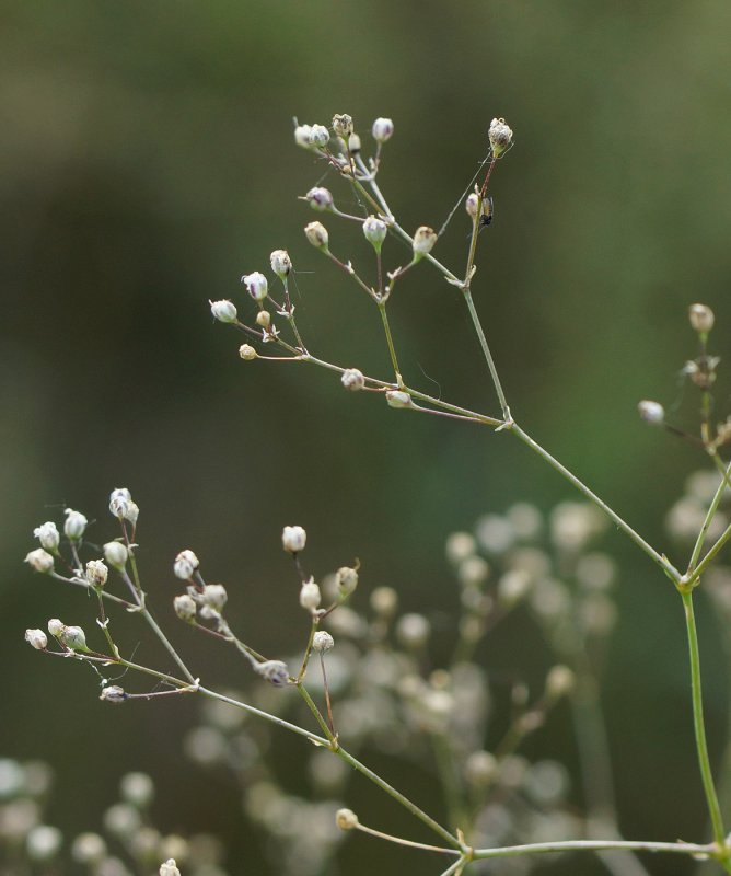 Качим метельчатый Gypsophila paniculata