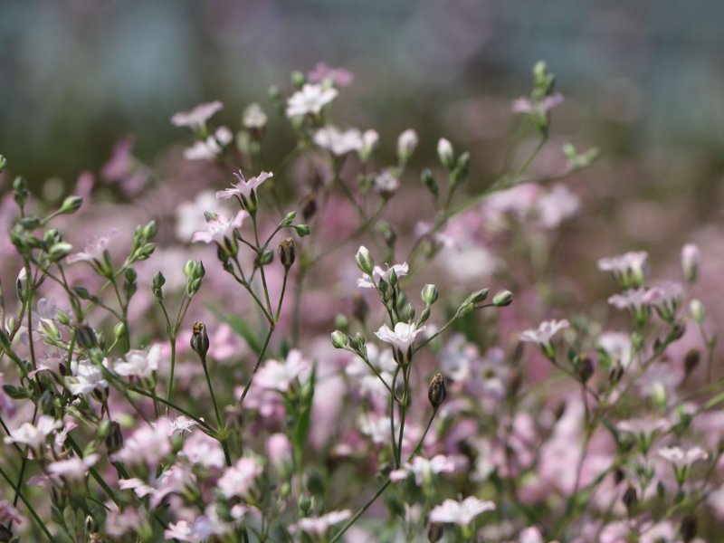 Гипсофила Gypsophila repens
