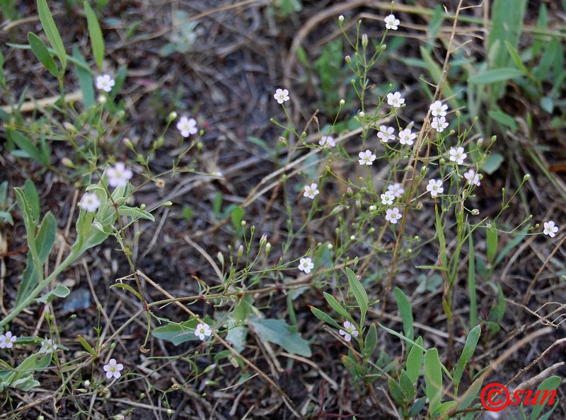 Androsace villosa Проломник мохнатый