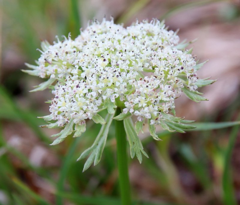 Gypsophila Fastigiata