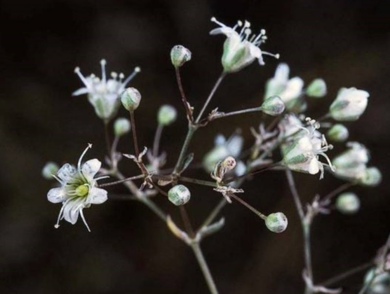 Качим метельчатый Gypsophila paniculata