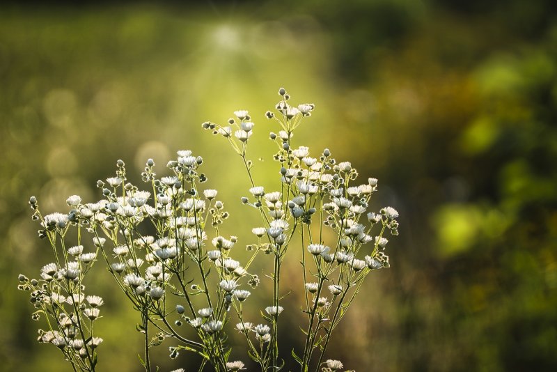Baby s Breath Flowers